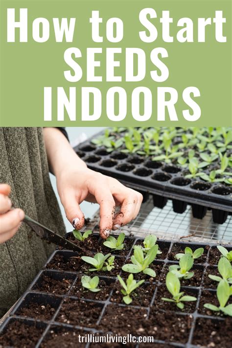 How To Start Seeds Indoors Complete Guide Trillium Living Growing Plants From Seeds