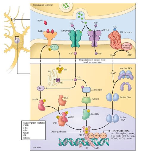 NEURONAL SIGNAL TRANSDUCTION: REGULATION OF NUCLEAR SIGNALING - pediagenosis