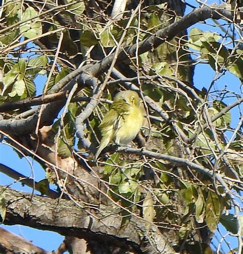 Ebird Checklist Nov Parc De L Le Lebel Species