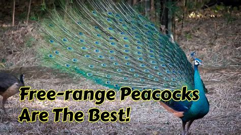 Raising Free Range Peacocks Is The Best Way To Get Healthy Beautiful