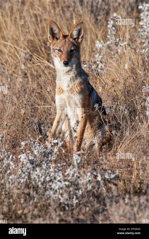 Black Backed Jackal Silver Backed Jackal Canis Hi Res Stock Photography