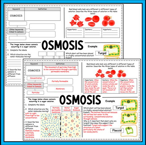 Diffusion Osmosis And Active Transport Summary Worksheets Teaching