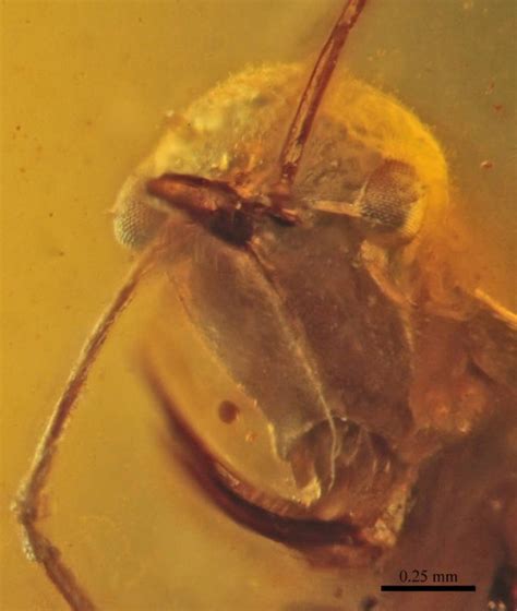 Prehistoric "Hell Ant" Encased in Amber Seen Biting its Prey for Over ...