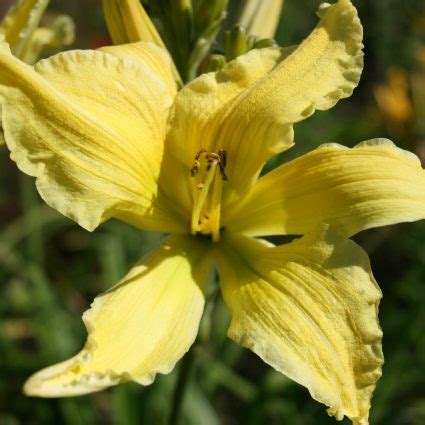 HEMEROCALLIS Itsy Bitsy Spider Spider Daylily Woottens Plant