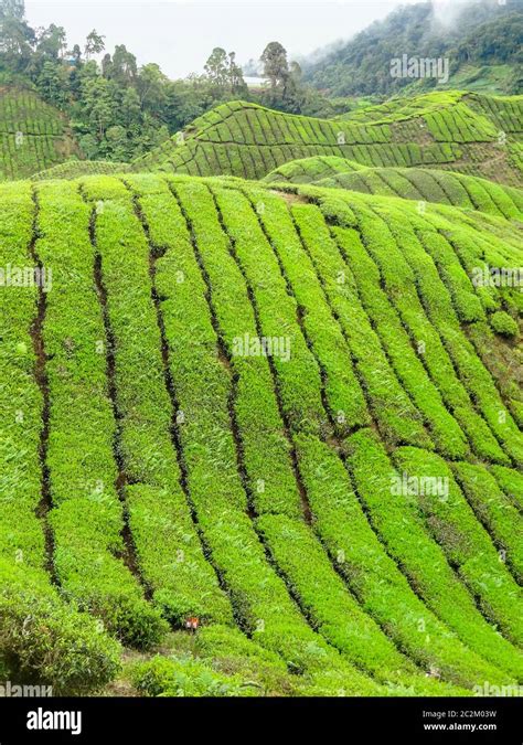 Tea Plantation At The Cameron Highlands District In Malaysia Stock