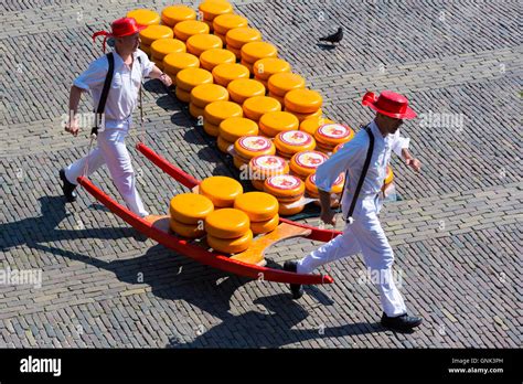 Porters Carriers Carrying Wheels Rounds Of Gouda Cheese By