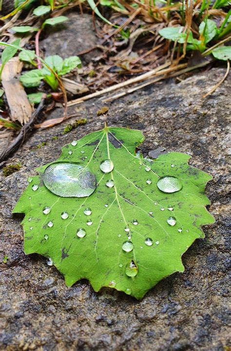 Naturaleza Hoja Verde Foto Gratis En Pixabay Pixabay