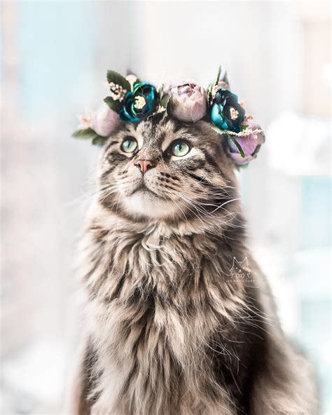 Elle Confectionne D Adorables Couronnes De Fleurs Pour Célébrer La Majestuosité Des Chats