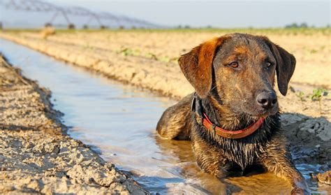 What States Allow Deer Hunting With Dogs