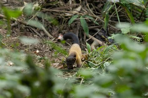 Yellow Throated Marten From Huai Mae Priang Kaeng Krachan District