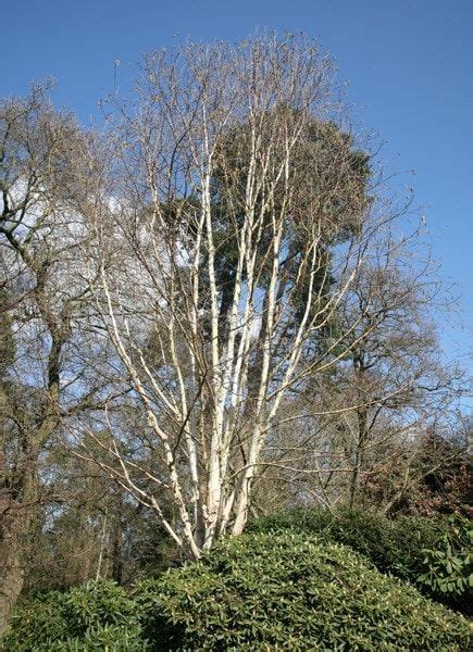 Betula Utilis Subsp Jacquemontii Grayswood Ghost Himalayan Birch