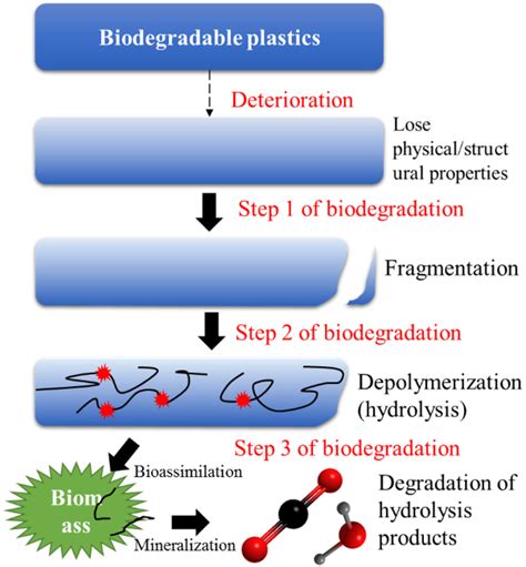 Biodegradable Plastics In The Marine Environment A Potential Source Of