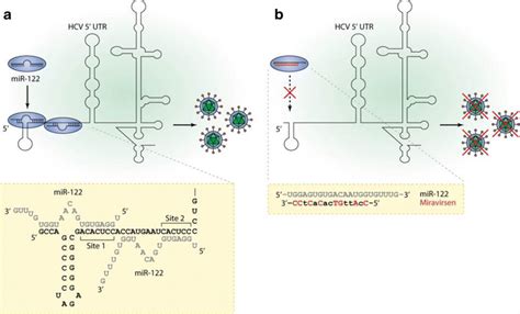 The Role Of Mir 122 In Hcv Infection And Antiviral Action Of