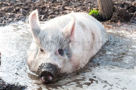 Pig In Mud On The Farm Stock Image Colourbox