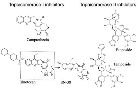 Topoisomerase Inhibitor Alchetron The Free Social Encyclopedia