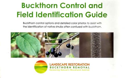 Buckthorn Control and Field Identification Guide | Landscape Shopping Cart