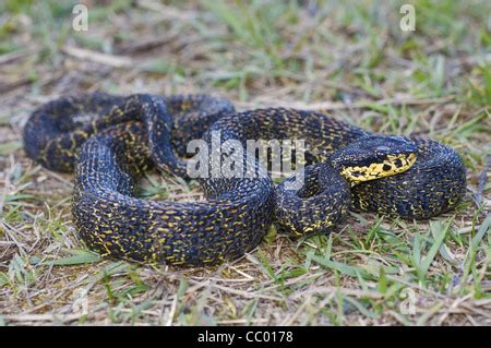 RED SPOTTED PIT VIPER. Trimeresurus jerdonii. Venomous. Jerdon's Viper ...