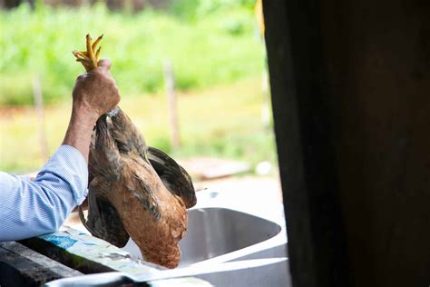 Comment tuer poule toutes les règles et connaissances à avoir