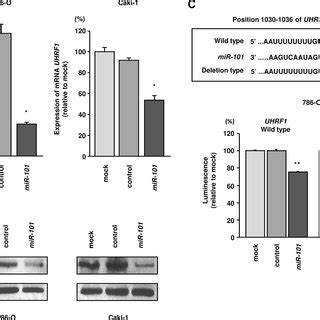 Mir Directly Downregulated Uhrf Expression In Rcc Cells A Uhrf