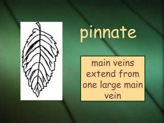 leaf veins  bases