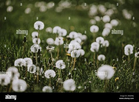 White Fluffy Dandelion Flowers In Grassy Field With Blurred Background