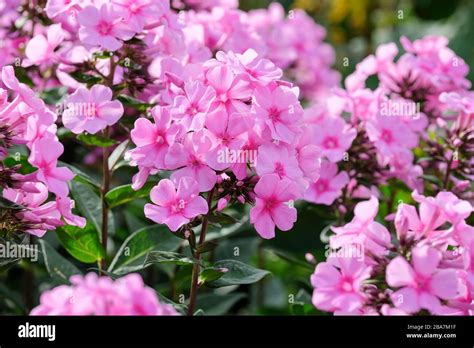 Phlox Paniculata Eva Cullum Stock Photo Alamy