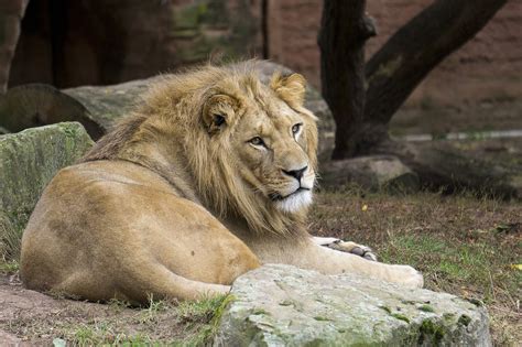 Löwe | Zoo, Hannover, Animals