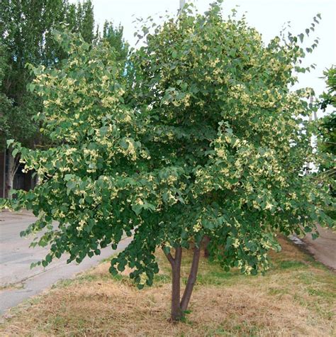 Tilia Mandshurica Липа маньчжурская 5шт Сбор 22г