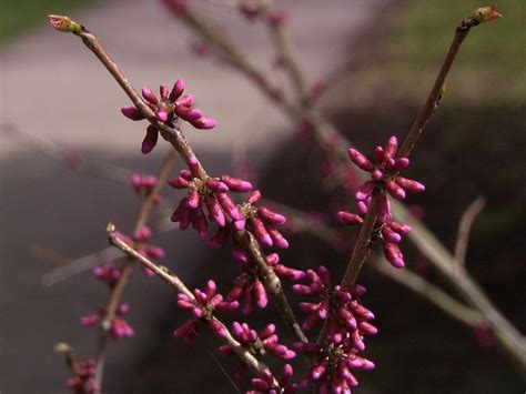 Cercis Chinensis Chinese Redbud Van Den Berk Nurseries