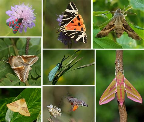 Butterfly Species List With Pictures