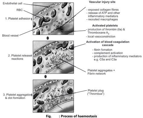 Hemostasis: Mechanism of Blood Clotting - Biology Ease