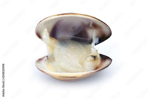 Image Of Fresh Enamel Venus Shell Meretrix Lyrata Isolated On White