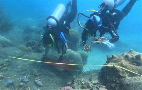 Avanza Restauraci N Coralina En El Parque Tayrona El Vocero De La