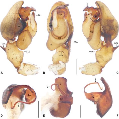 Sinocranum Menghai Sp Nov Holotype Male Palp Ac Conductor And