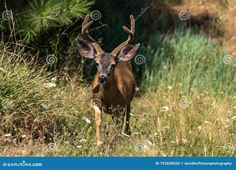 White Tailed Deer Buck With Antlers In Velvet Stock Photo Image Of