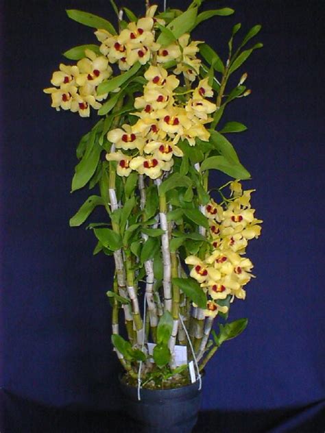 HOA PHONG LAN VIỆT VIETNAM ORCHIRDS Den Gatton Sunray Dendrobium