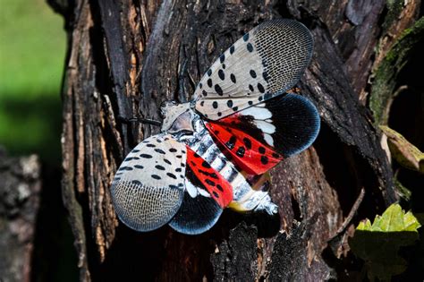 Pa Using Insecticide On Invasive Spotted Lanternflies Whyy