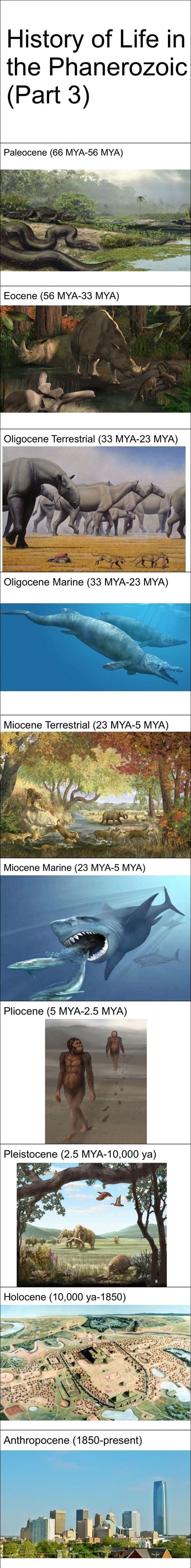 History Of Life In The Phanerozoic Part 3 Paleocene 66 MYA 56 MYA