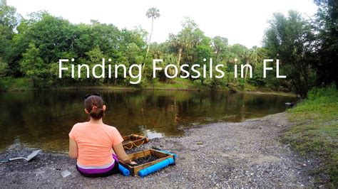 Finding Fossils In Florida Youtube