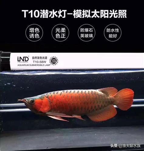 燈光有助於龍魚發色，如何才能使燈光發揮到極致 每日頭條