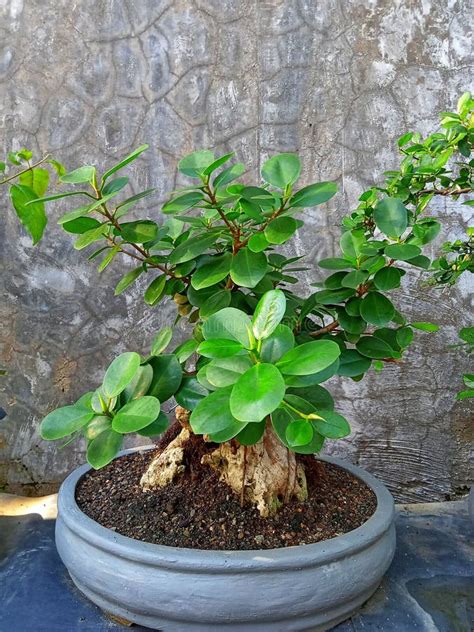 Banyan Tree Bonsai