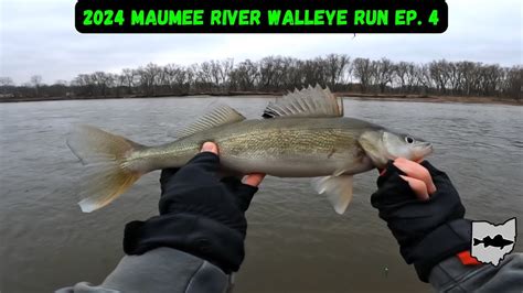 Maumee River Walleye Run Ep Low Water Fishing Need Rain Youtube