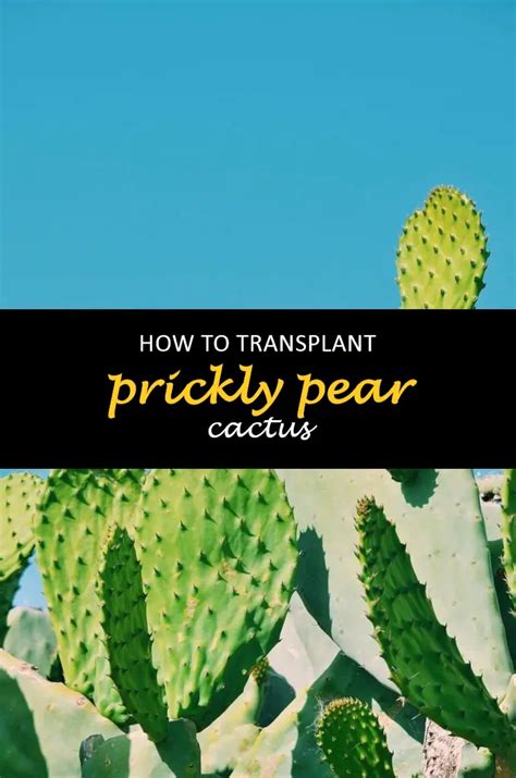 How To Transplant Prickly Pear Cactus Shuncy Love The Green