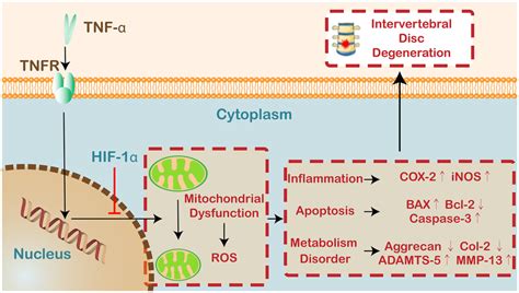 Schematic Depicting The Proposed Model For The Role Of Hif 1α In Ivdd