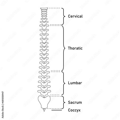 Human Vertebral Column Cervical Spine Thoracic Spine Lumbar Spine Sacrum And Coccyx Bones