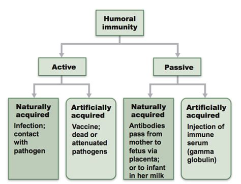 Passive And Active Immunity Science W Susanna Flashcards Quizlet