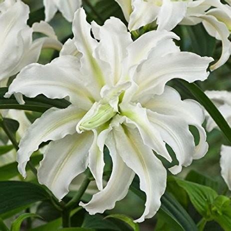 Telt virágú Liliom Lilium Double Oriental Innocent L