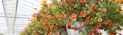 Container Gardening Secrets Salisbury Greenhouse Blog