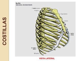 Clase Torax Costillas Y Esternon Osteologia Pdf