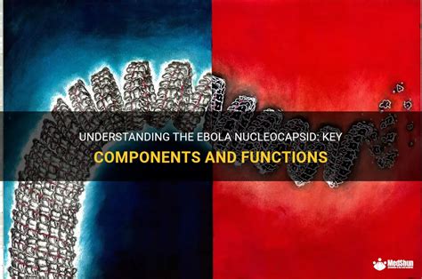 Understanding The Ebola Nucleocapsid: Key Components And Functions ...